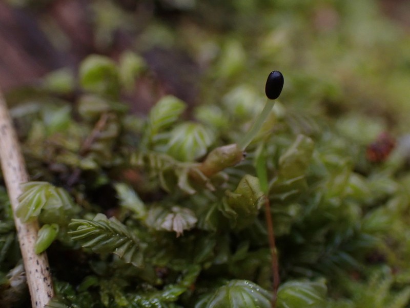 Plagiochila porelloides photo 4