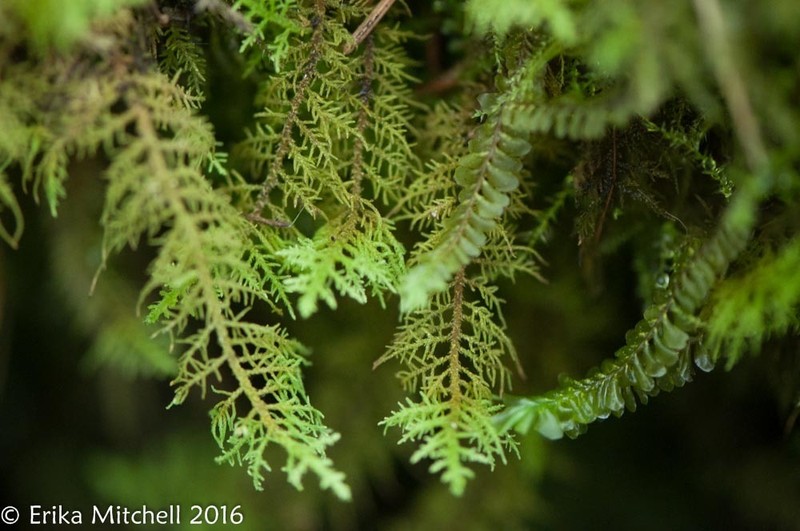 Plagiochila porelloides photo 5