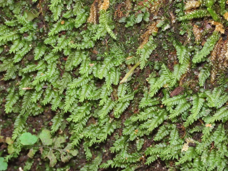 Plagiochila porelloides photo 6