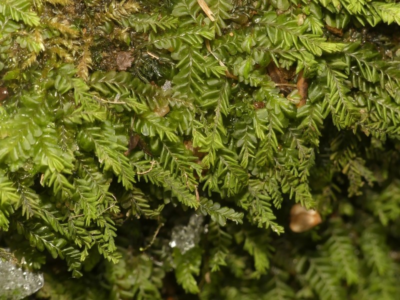Plagiochila porelloides photo 7