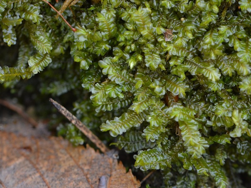 Plagiochila porelloides photo 8