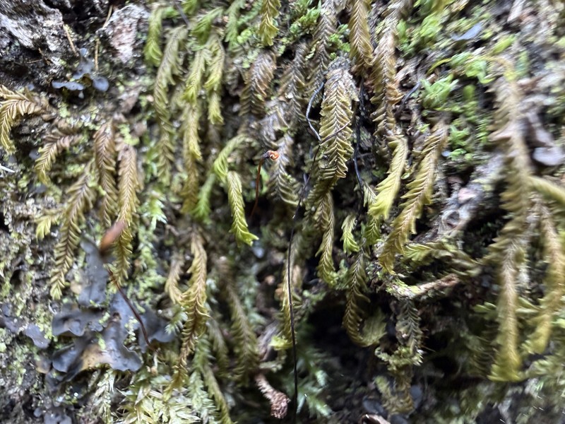 Plagiochila undata photo 3