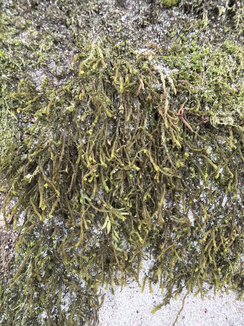 Plagiochila undata photo 4