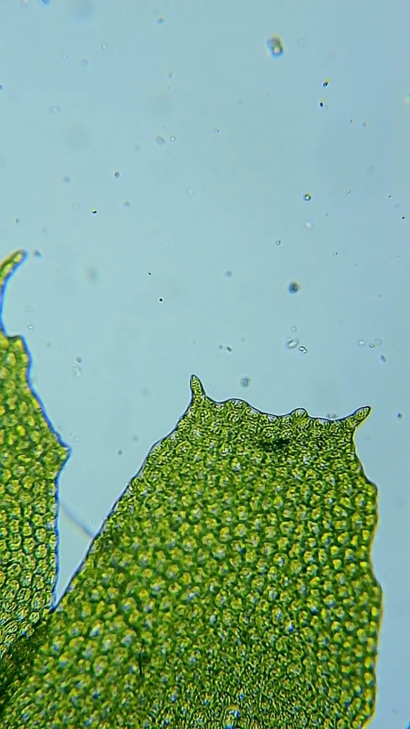 Plagiochila virginica