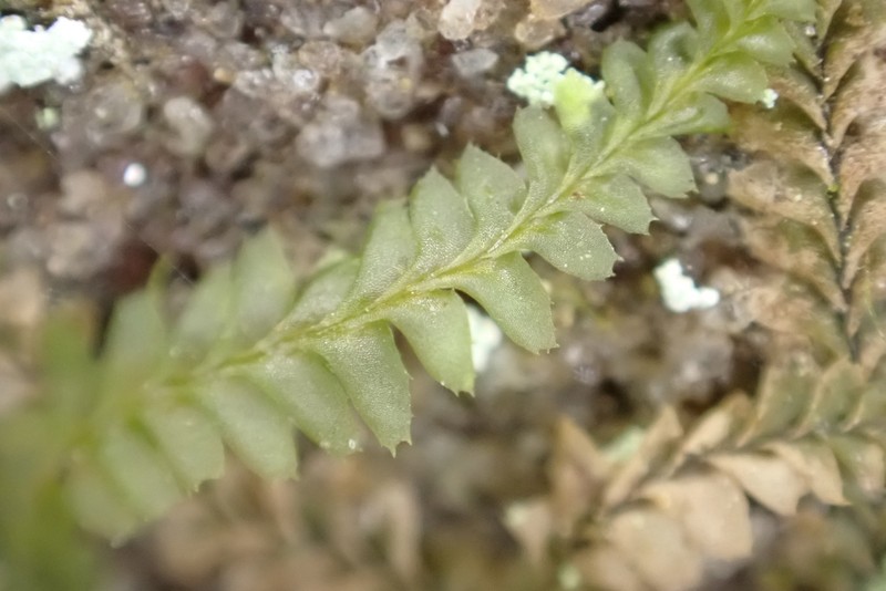 Plagiochila virginica photo 2