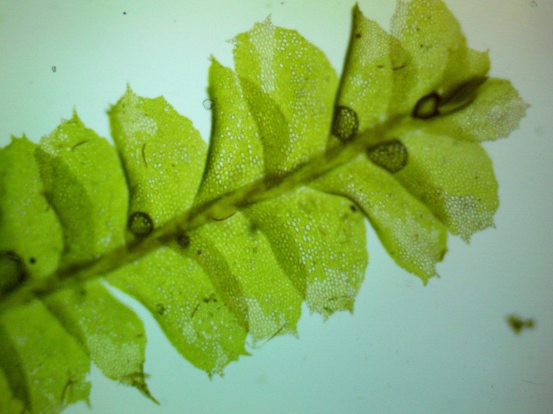 Plagiochila virginica photo 3
