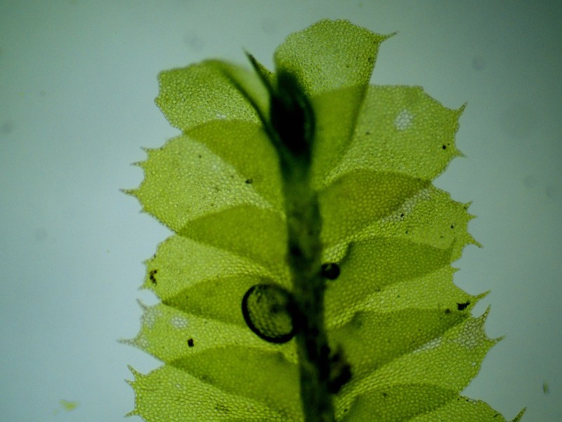 Plagiochila virginica photo 4