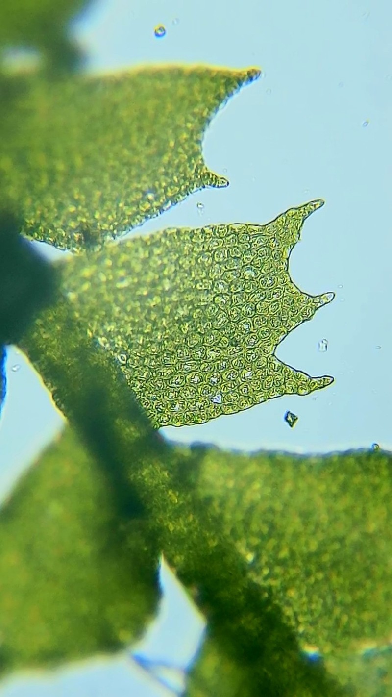 Plagiochila virginica photo 6
