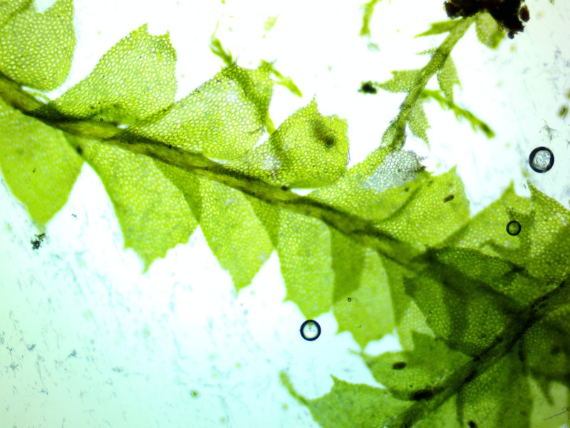 Plagiochila virginica photo 8