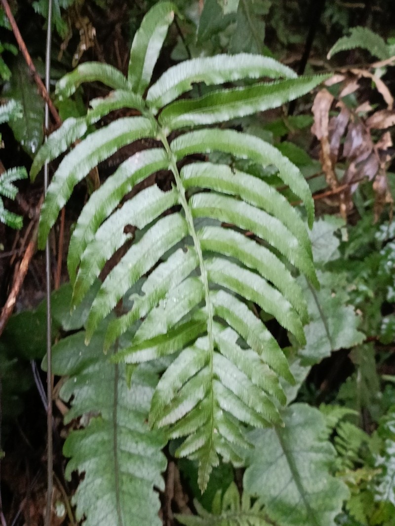 Plagiogyria adnata