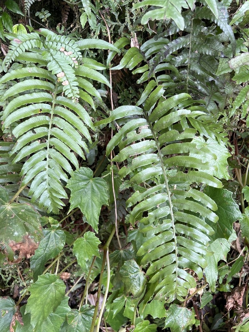 Plagiogyria adnata photo 2