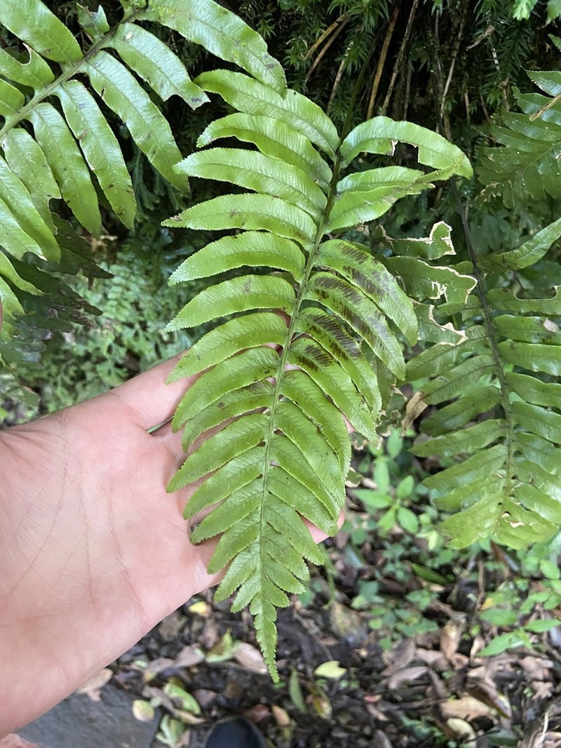 Plagiogyria adnata photo 4
