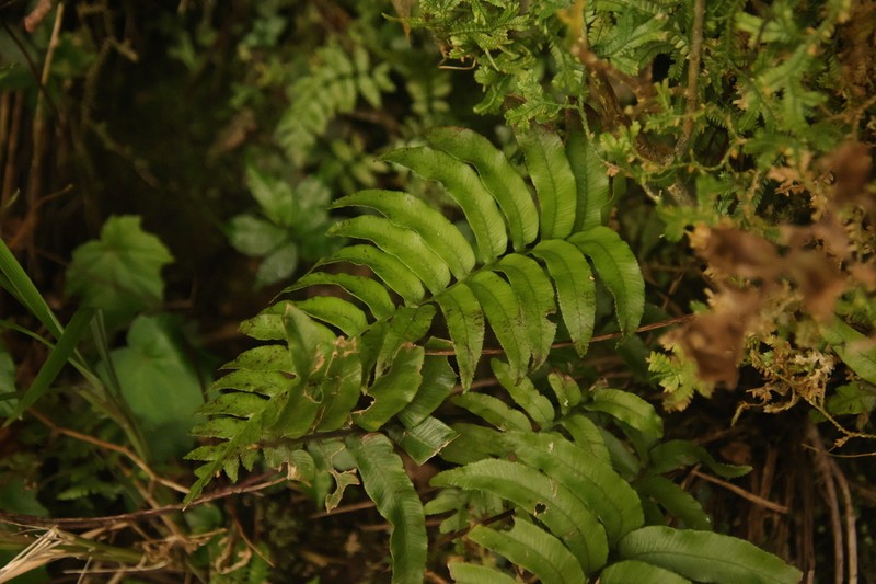 Plagiogyria adnata photo 5