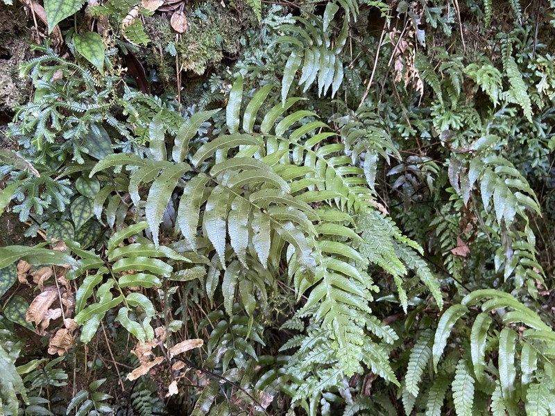 Plagiogyria adnata photo 6