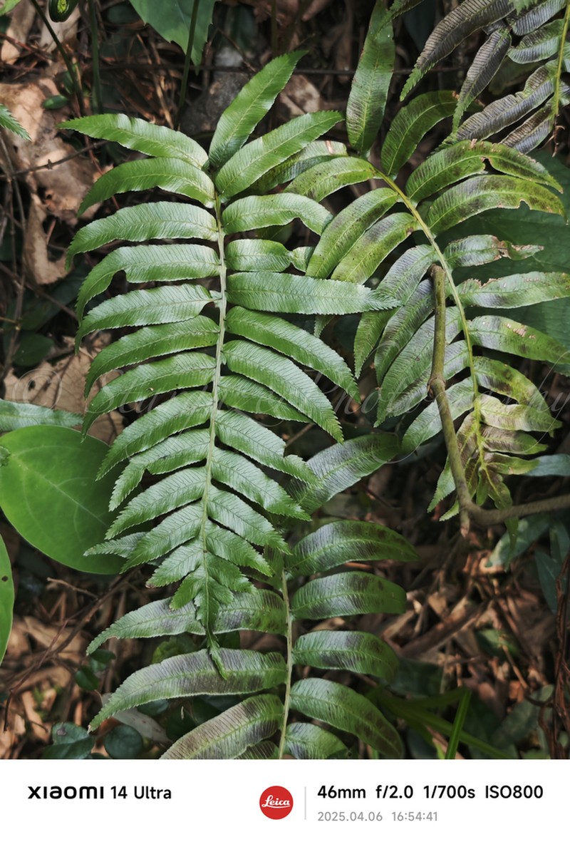 Plagiogyria adnata photo 8