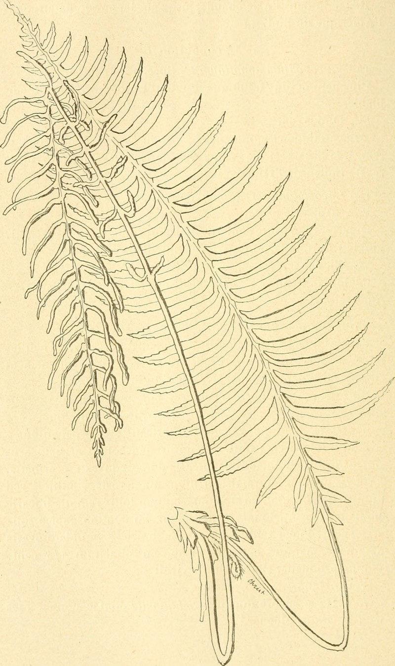 Plagiogyria assurgens