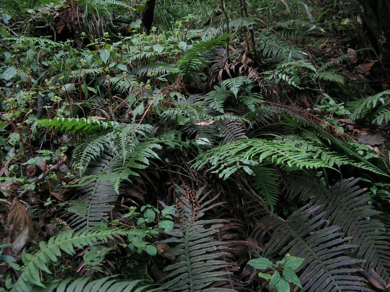 Plagiogyria assurgens photo 2