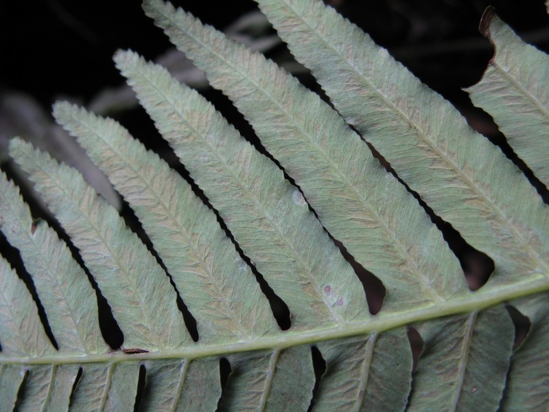 Plagiogyria assurgens photo 3