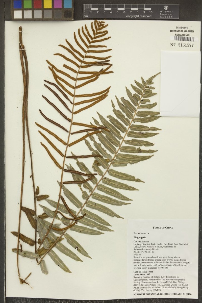 Plagiogyria assurgens photo 4