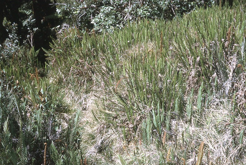 Plagiogyria egenolfioides