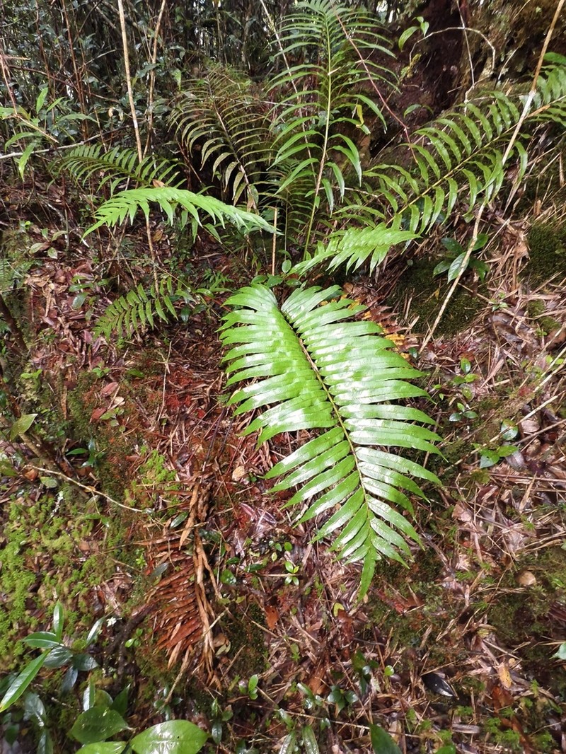 Plagiogyria egenolfioides photo 2