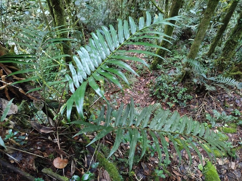 Plagiogyria egenolfioides photo 3