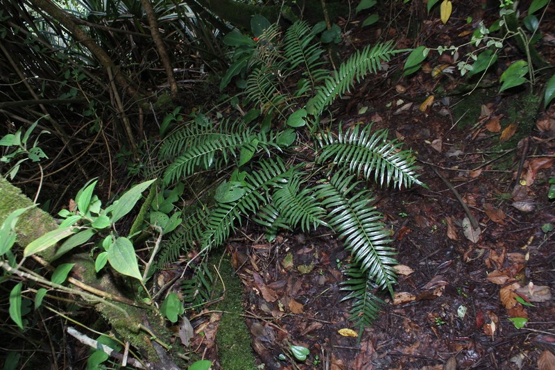 Plagiogyria egenolfioides photo 4