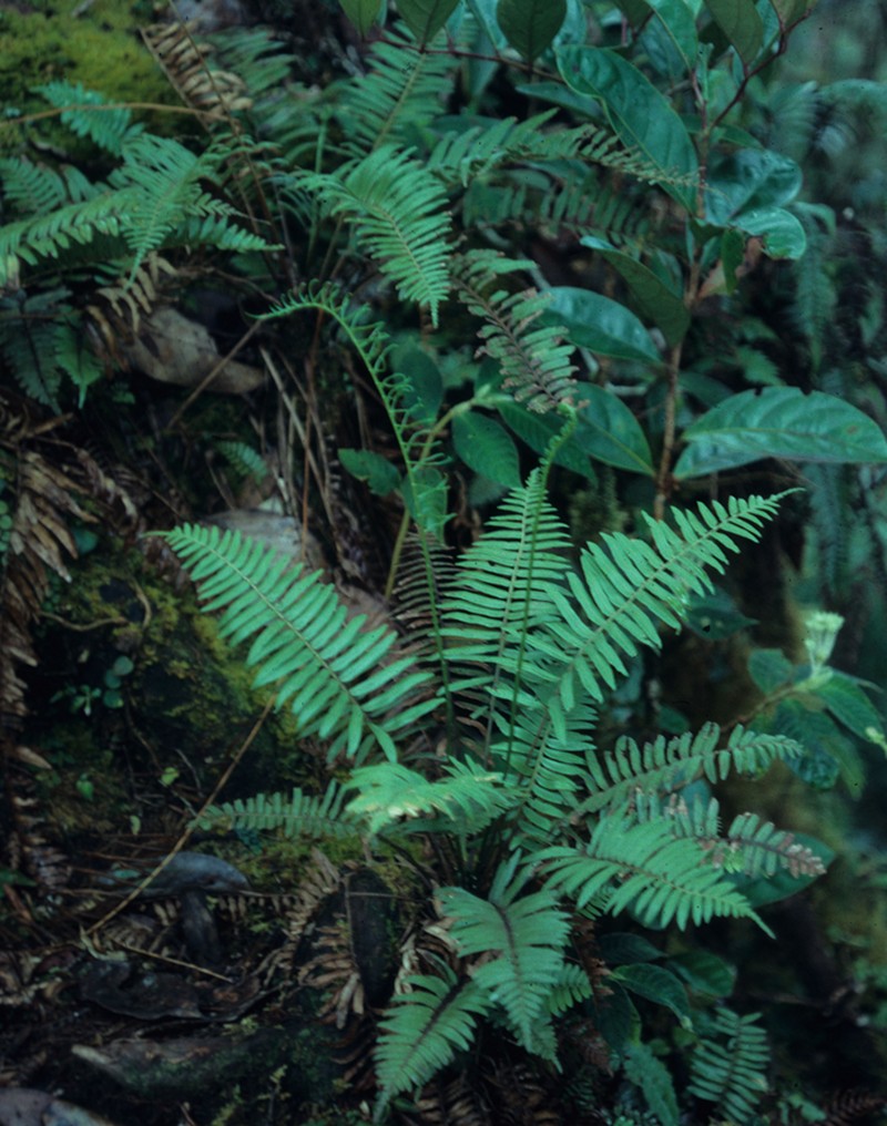 Plagiogyria egenolfioides photo 5