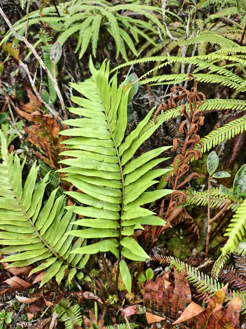 Plagiogyria egenolfioides photo 8
