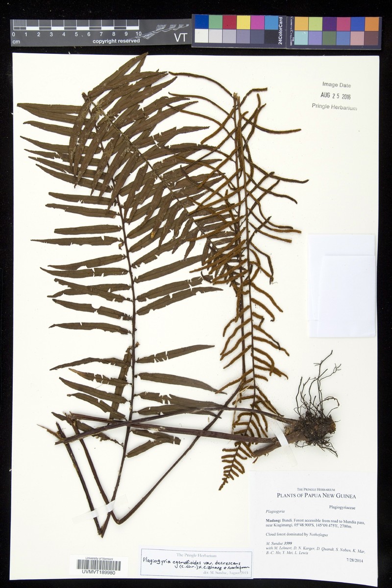 Plagiogyria egenolfioides var. decrescens