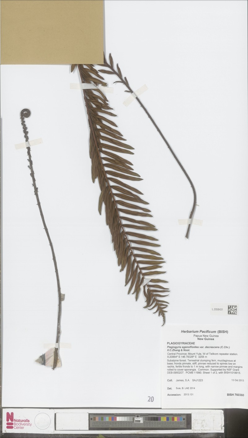 Plagiogyria egenolfioides var. decrescens photo 2