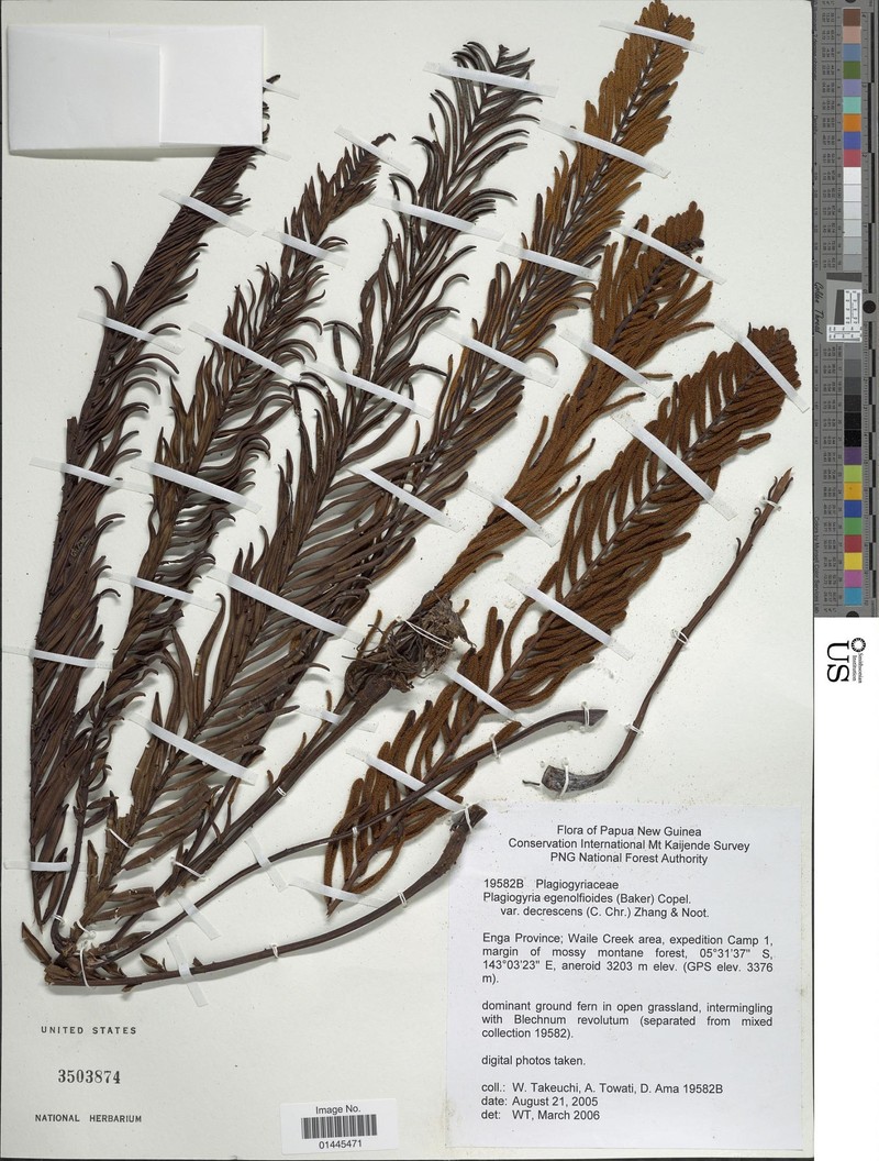 Plagiogyria egenolfioides var. decrescens photo 3