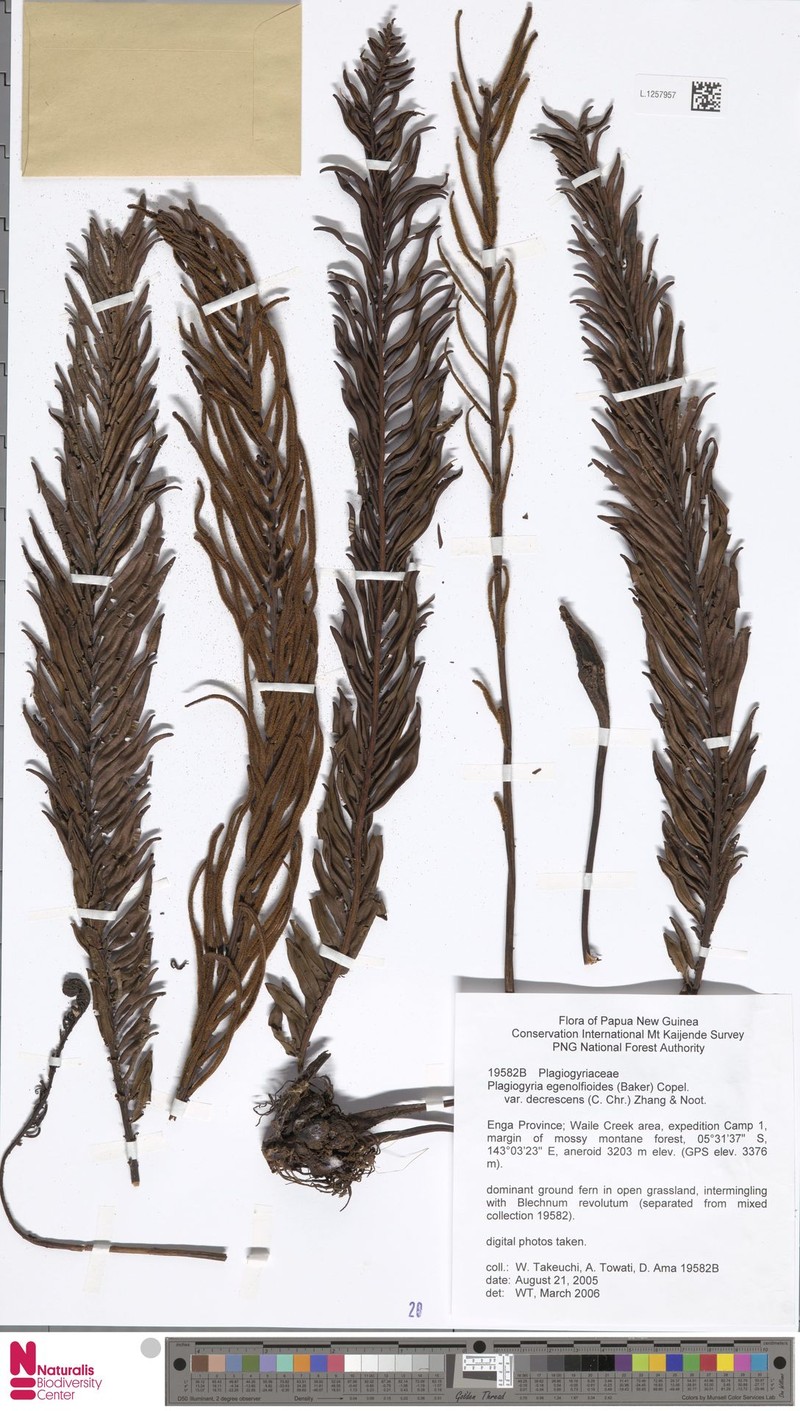 Plagiogyria egenolfioides var. decrescens photo 4