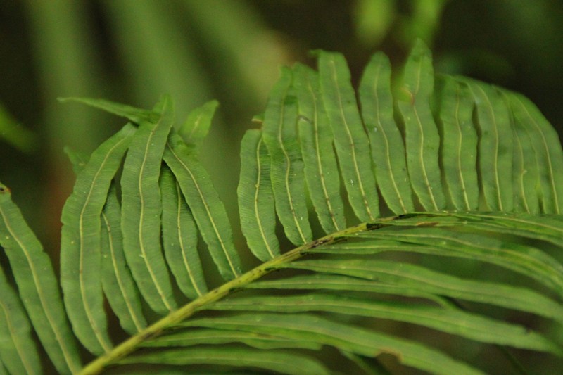 Plagiogyria egenolfioides var. latipinna