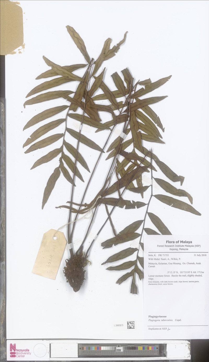 Plagiogyria egenolfioides var. latipinna photo 2