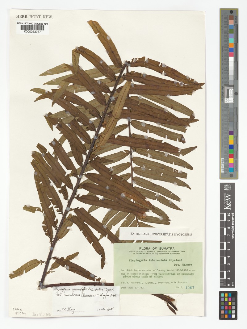 Plagiogyria egenolfioides var. sumatrana