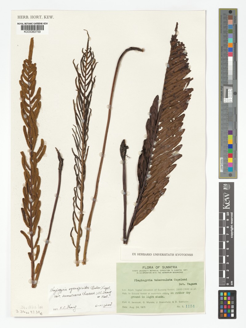 Plagiogyria egenolfioides var. sumatrana photo 2