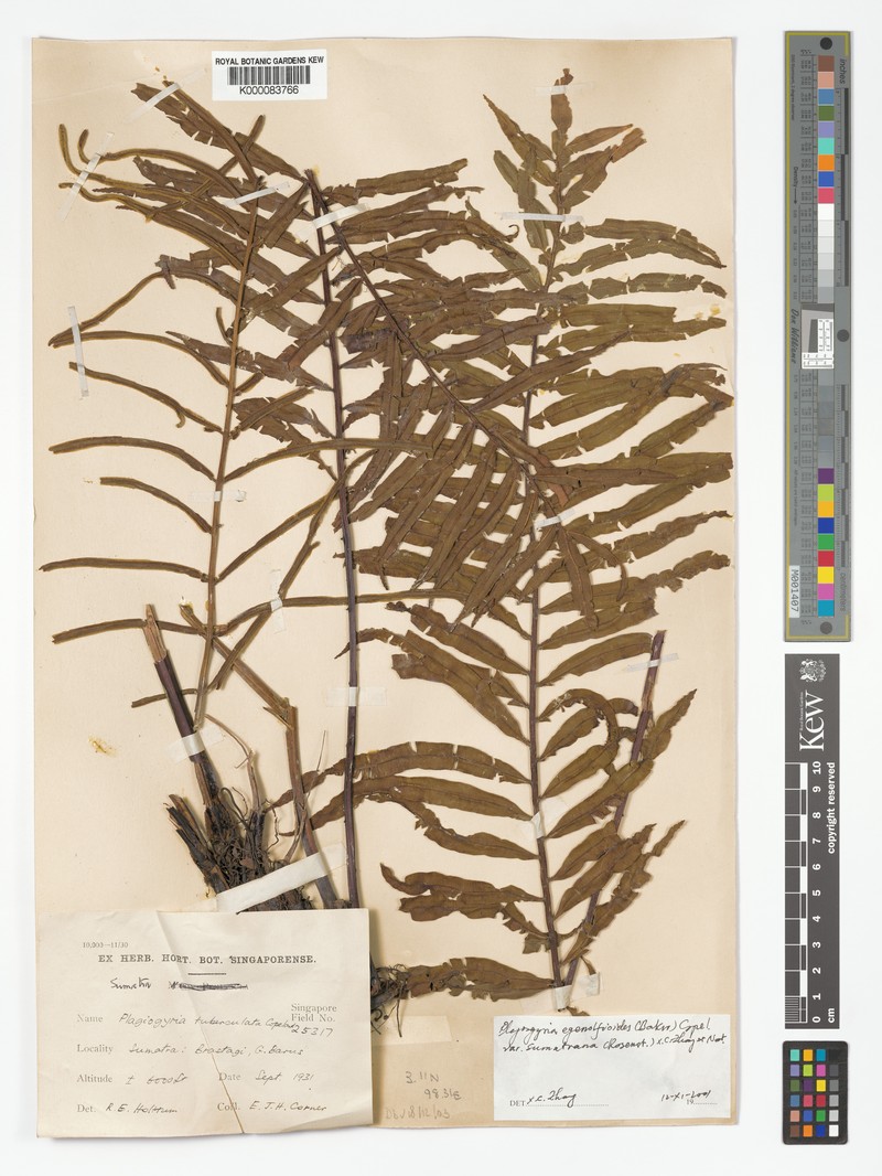 Plagiogyria egenolfioides var. sumatrana photo 3