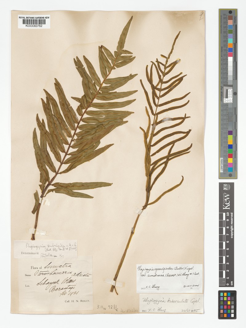 Plagiogyria egenolfioides var. sumatrana photo 4