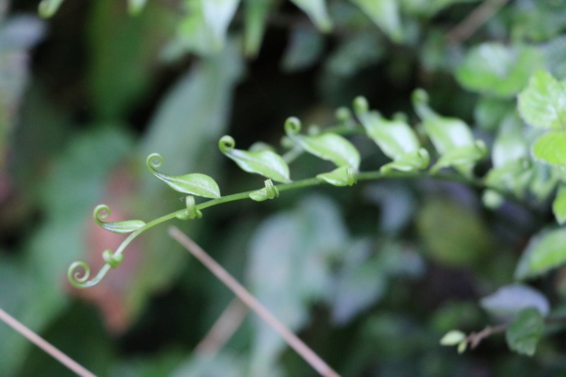 Plagiogyria euphlebia