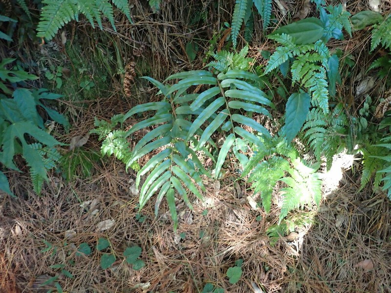Plagiogyria euphlebia photo 3