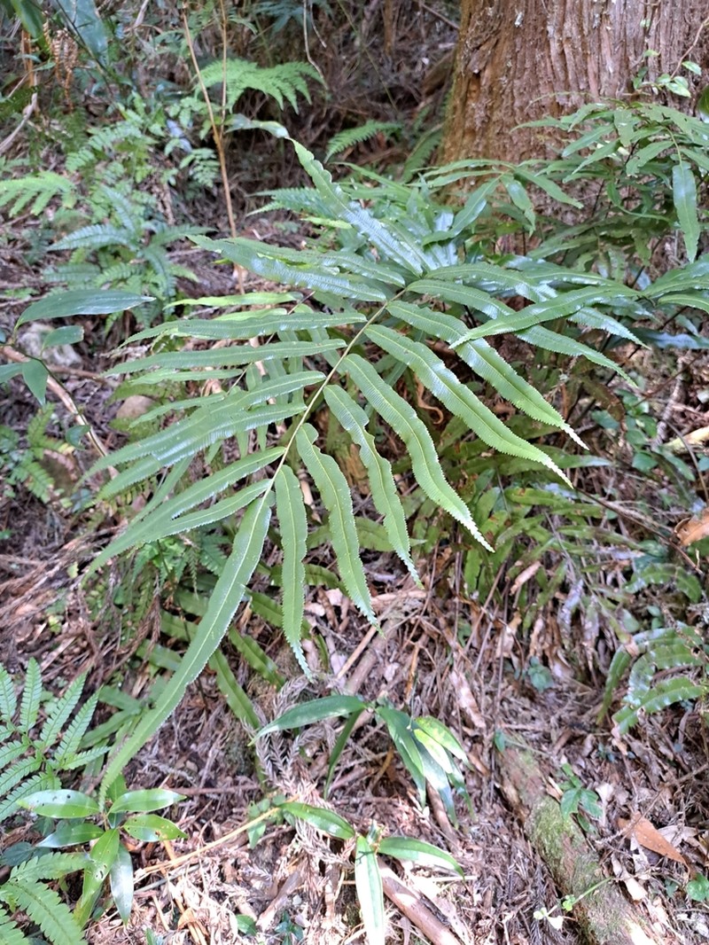 Plagiogyria euphlebia photo 4