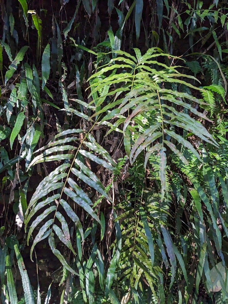 Plagiogyria euphlebia photo 5