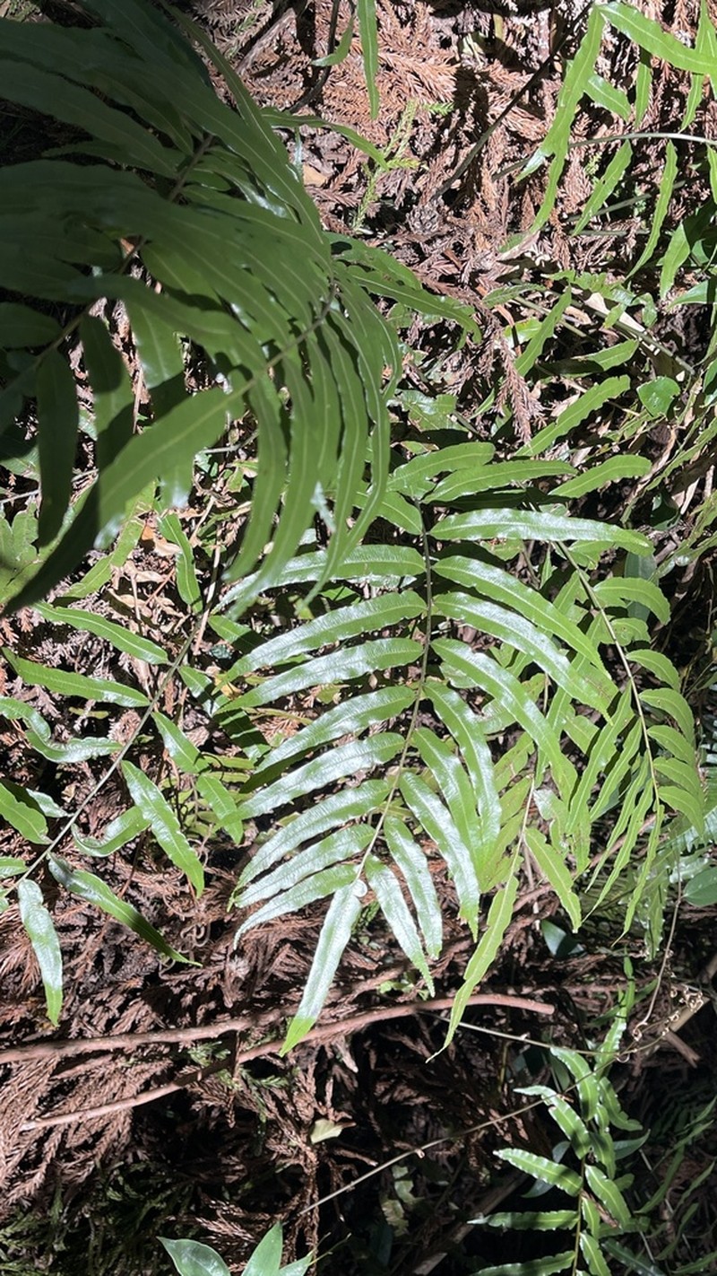 Plagiogyria euphlebia photo 6