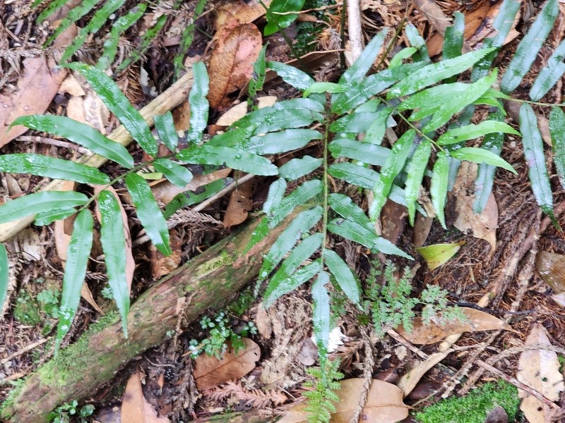 Plagiogyria euphlebia photo 8