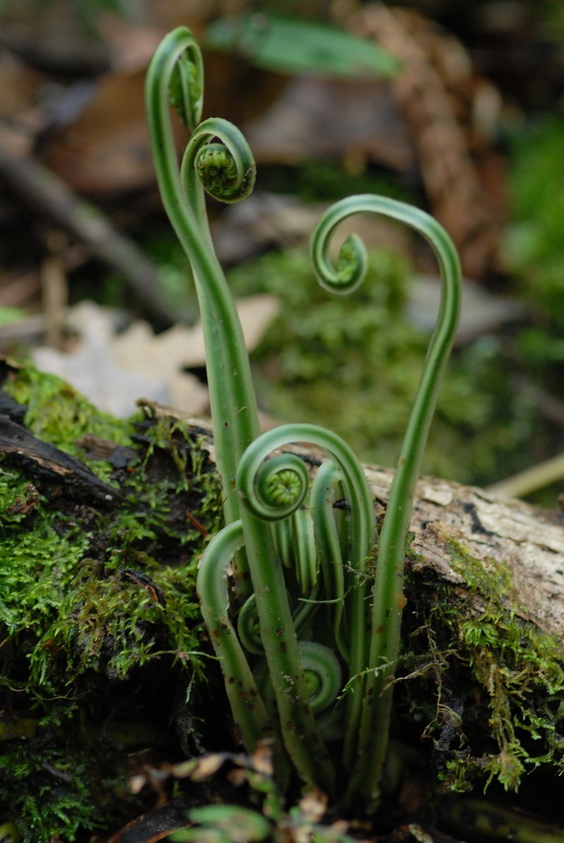 Plagiogyria falcata