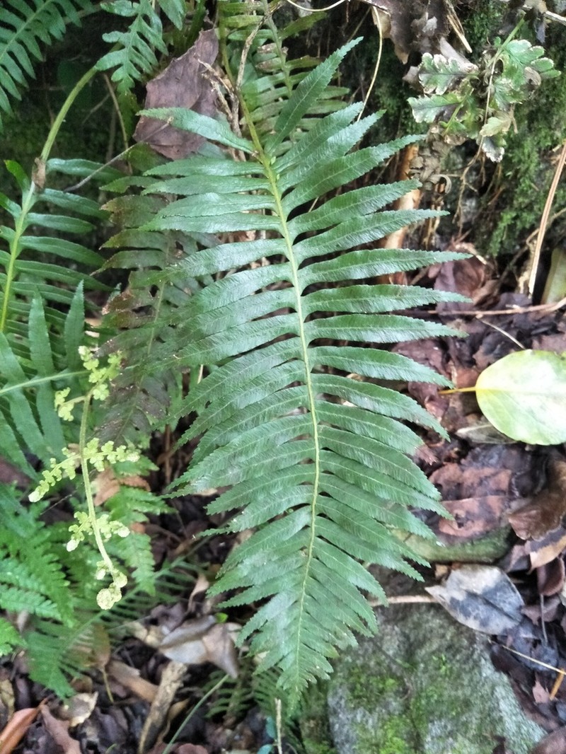 Plagiogyria falcata photo 2