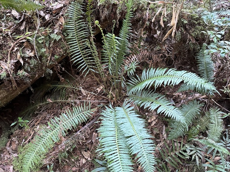 Plagiogyria falcata photo 3