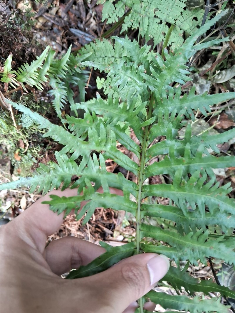 Plagiogyria falcata photo 4