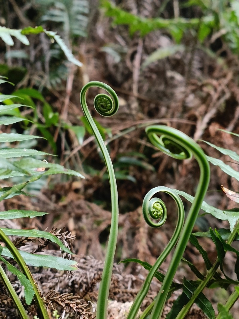Plagiogyria falcata photo 6